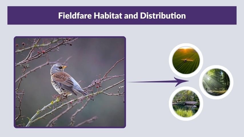 Fieldfare Habitat and Distribution