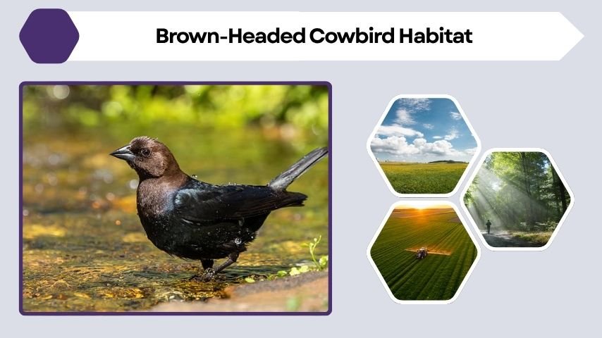 Brown-Headed Cowbird Habitat and Geographic Range