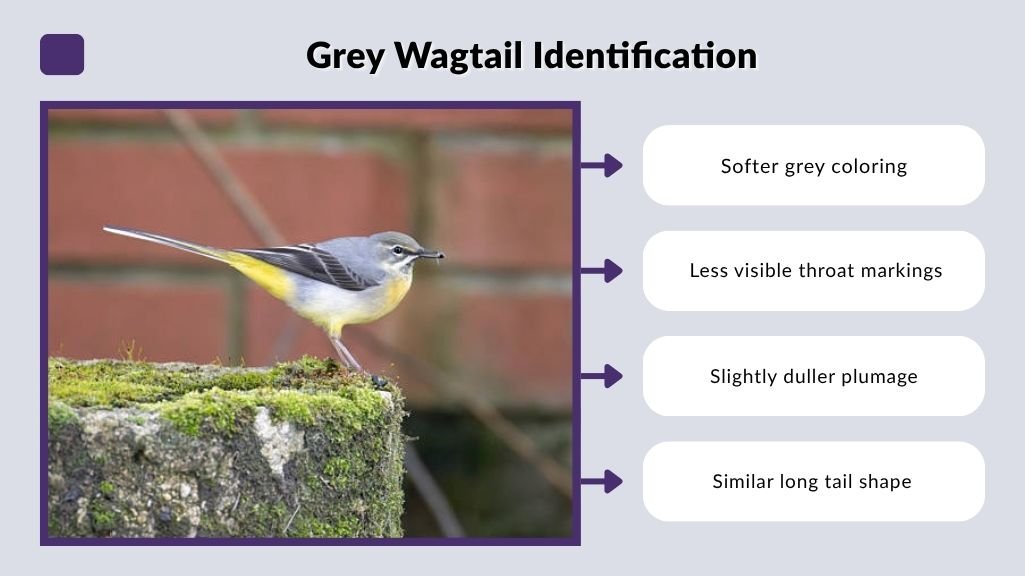 Grey Wagtail Identification