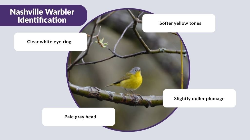 Nashville Warbler Identification