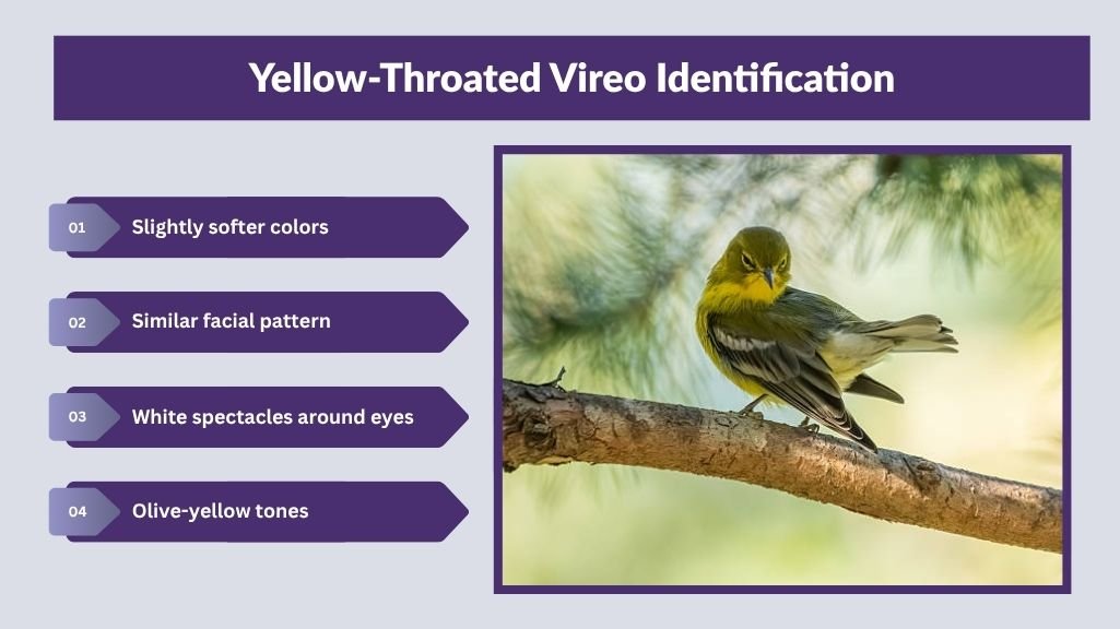 Yellow-Throated Vireo Identification