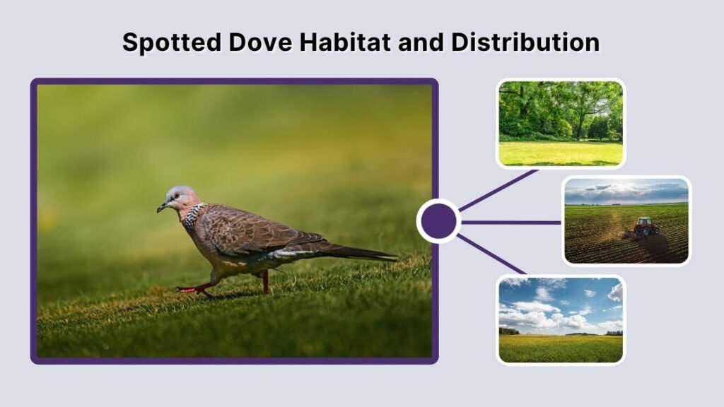 Spotted Dove Habitat and Distribution