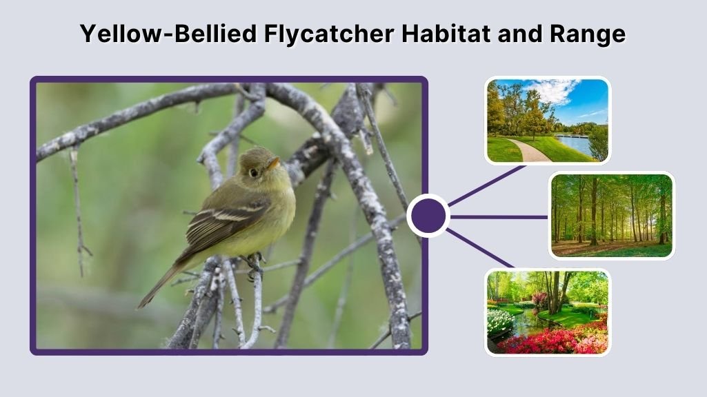 Yellow-Bellied Flycatcher Habitat and Range