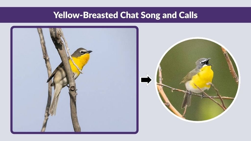 Yellow-Breasted Chat Song and Calls
