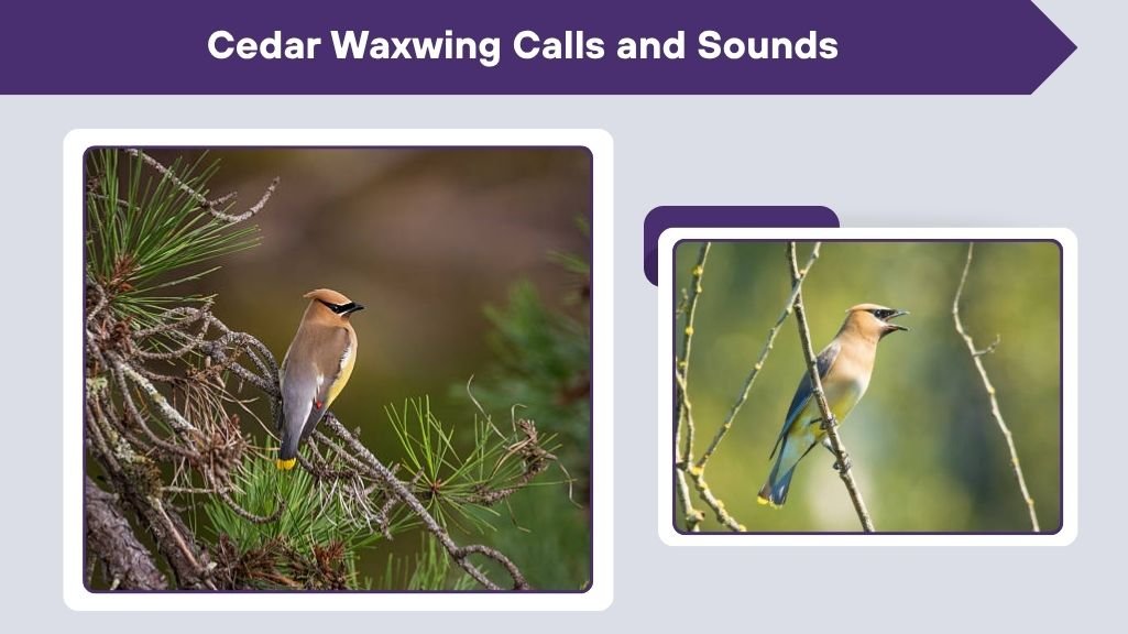Cedar Waxwing Calls and Sounds