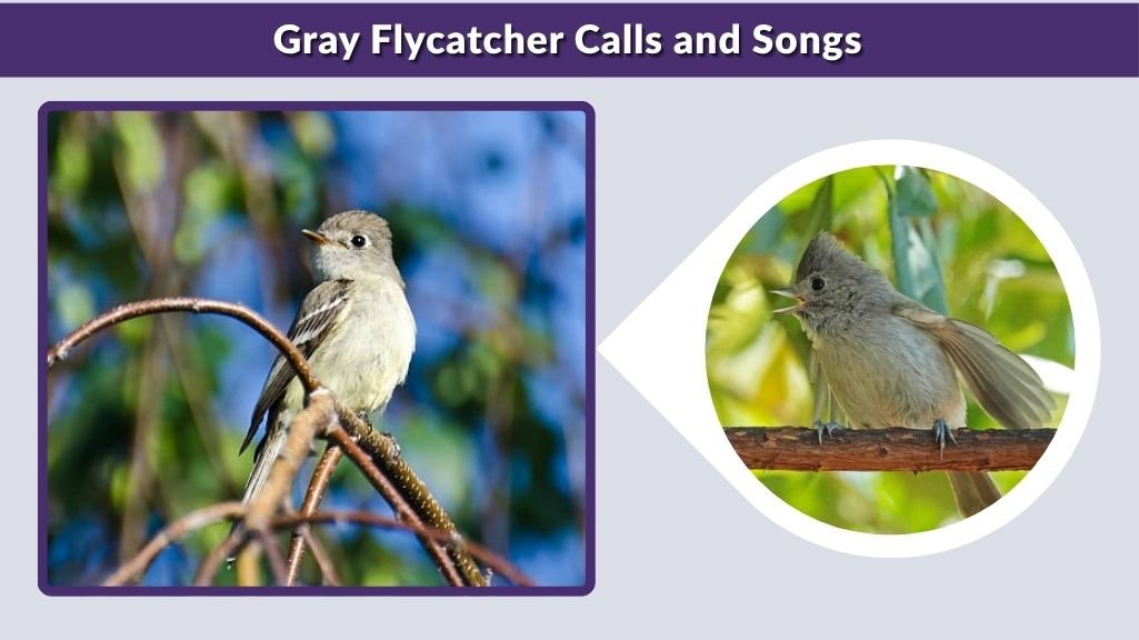 Gray Flycatcher Calls and Songs