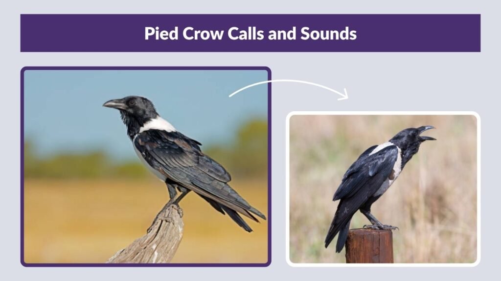 Pied Crow Calls and Sounds