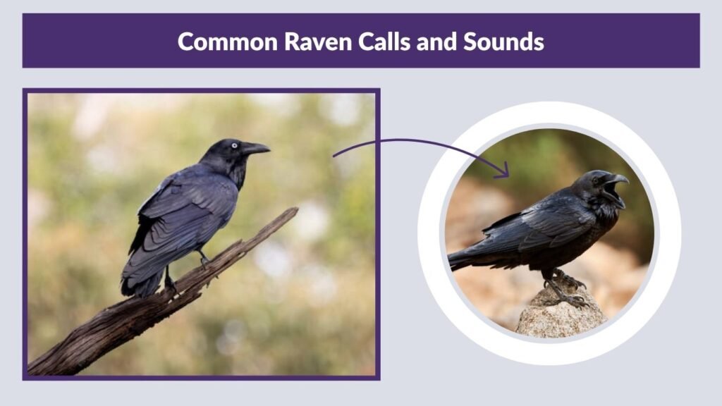 Common Raven Calls and Sounds