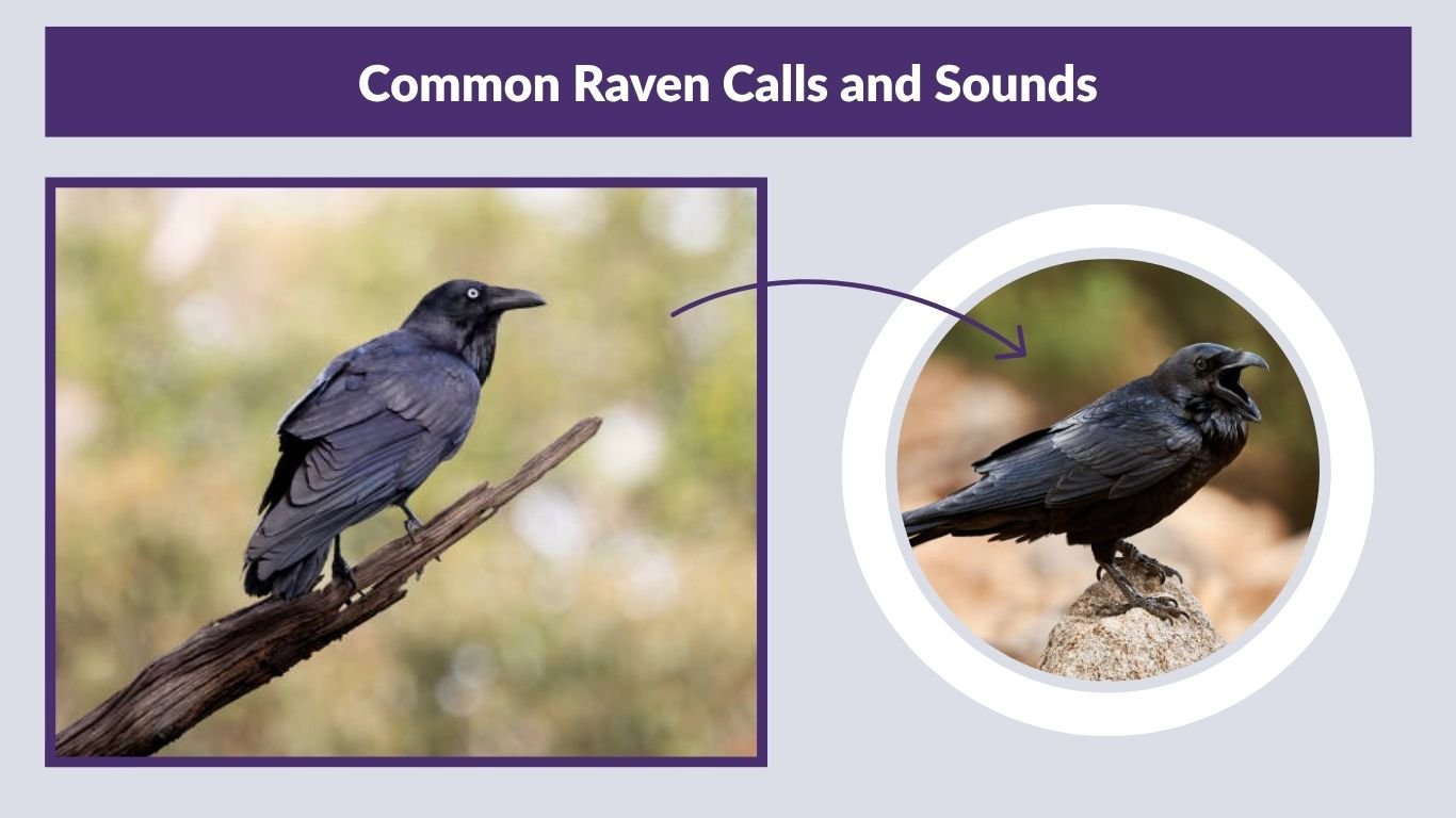 Common Raven: Habitat, Diet, Intelligence and Bird Facts