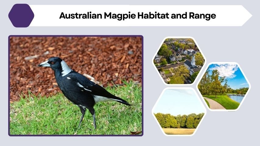 Australian Magpie Habitat and Range