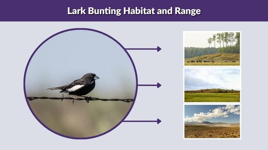 Lark Bunting Habitat and Range