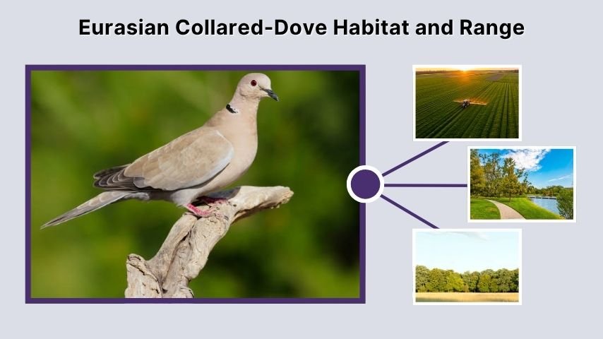 Eurasian Collared-Dove Habitat and Range