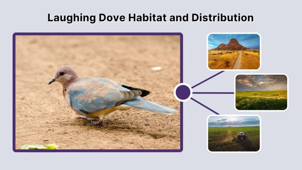 Laughing Dove Habitat and Distribution