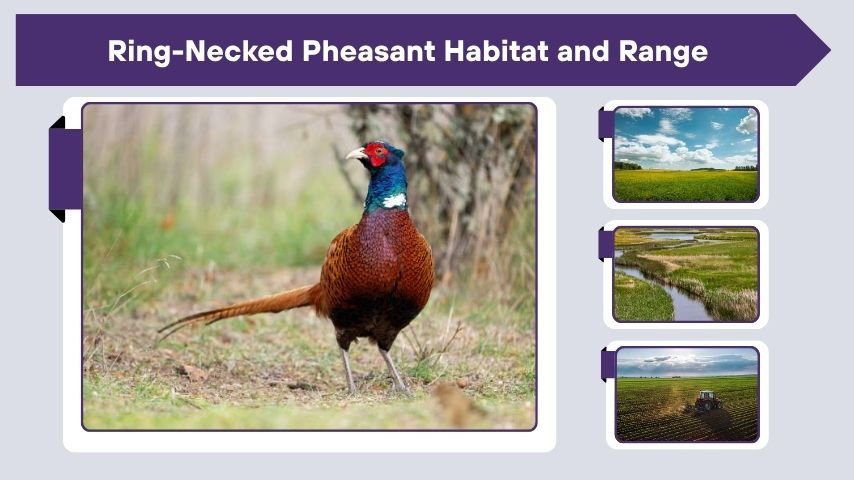Ring-Necked Pheasant Habitat and Range