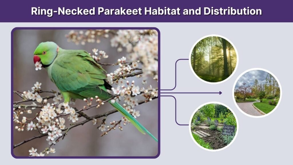 Ring-Necked Parakeet Habitat and Distribution