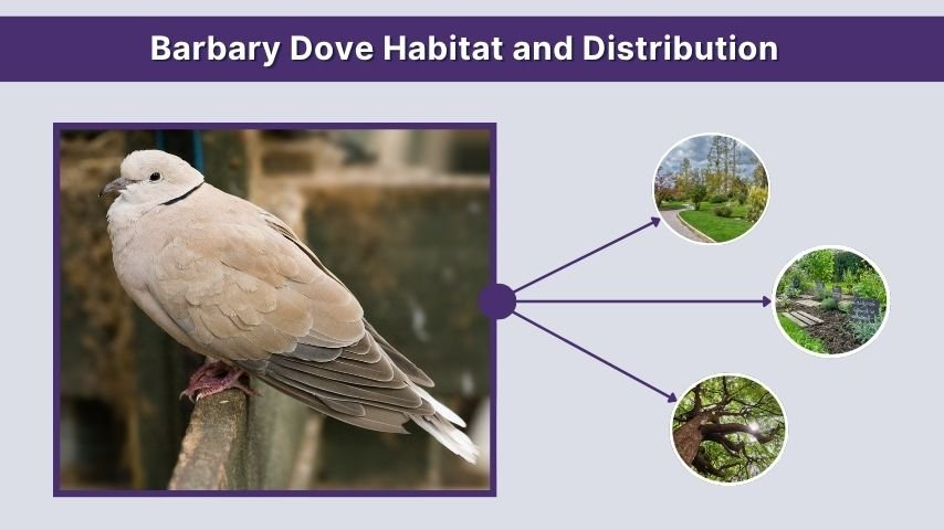 Barbary Dove Habitat and Distribution
