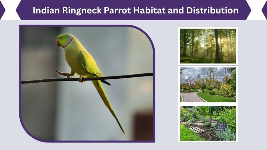 Indian Ringneck Parrot Habitat and Distribution
