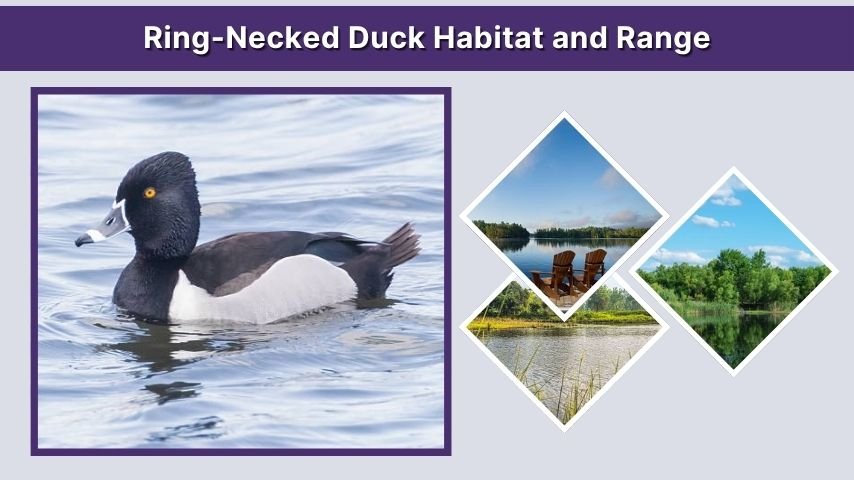 Ring-Necked Duck Habitat and Range