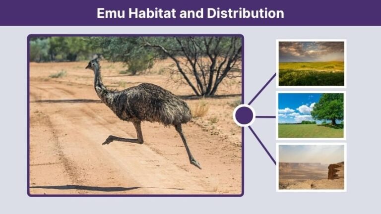 Emu Identification and Habitat Facts Guide