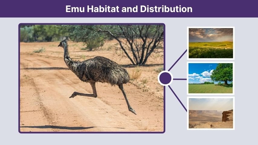 Emu Habitat and Distribution