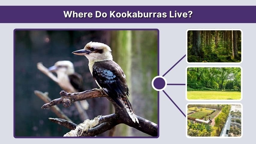 Where Do Kookaburras Live?