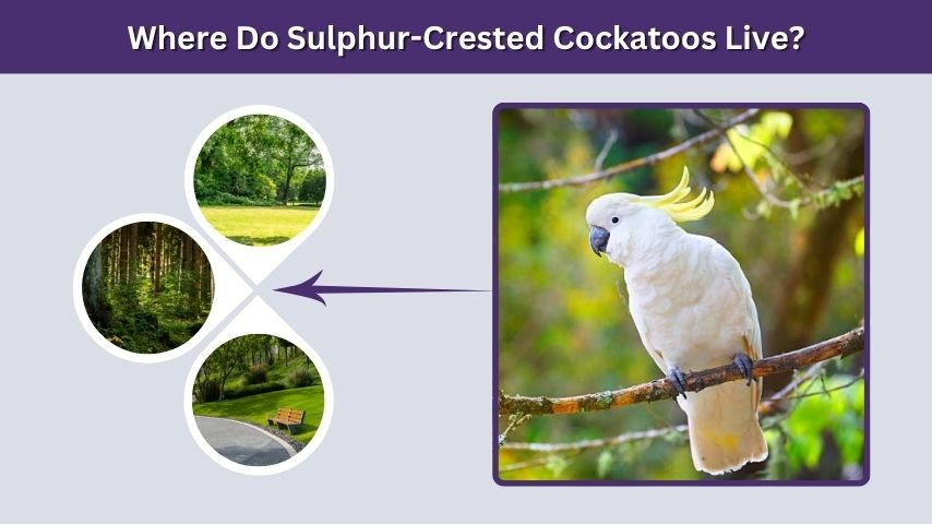 Where Do Sulphur-Crested Cockatoos Live?