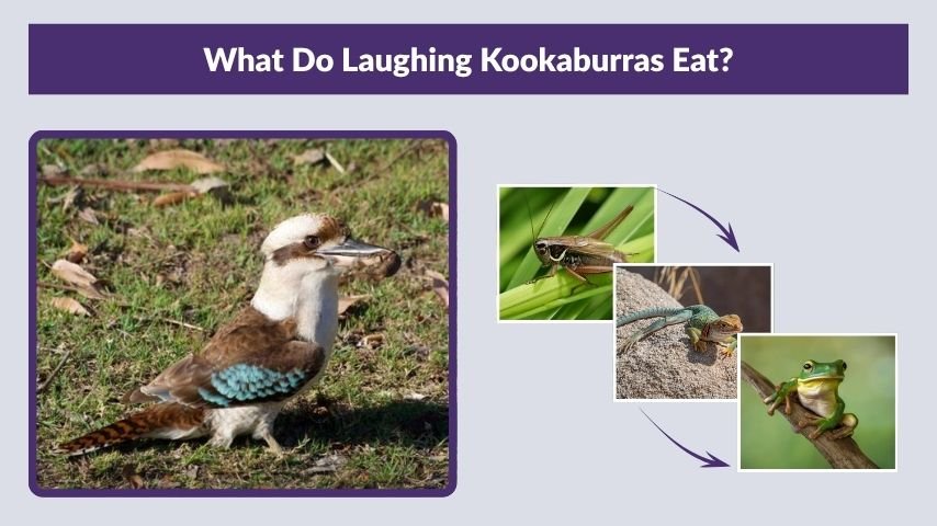 What Do Laughing Kookaburras Eat?
