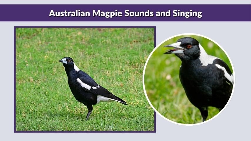 Australian Magpie Sounds and Singing