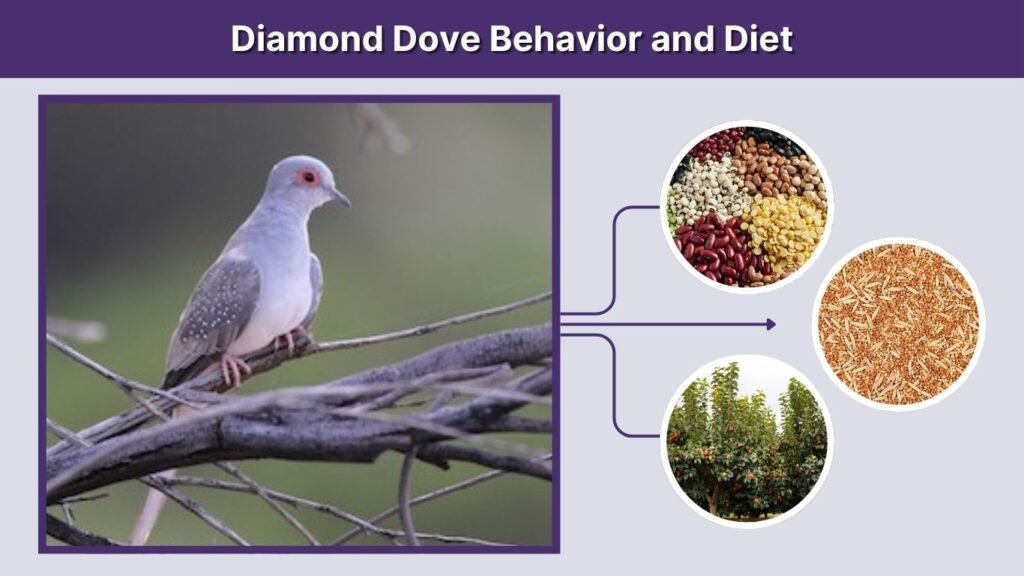 Diamond Dove Behavior and Diet