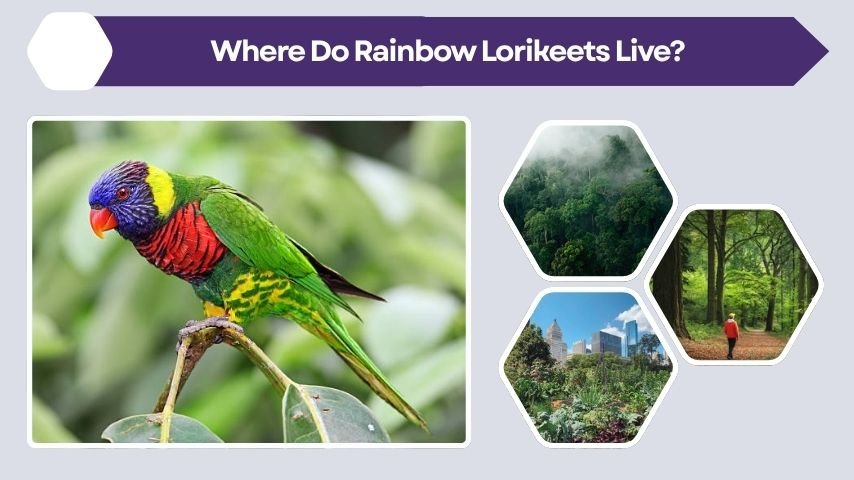 Where Do Rainbow Lorikeets Live?