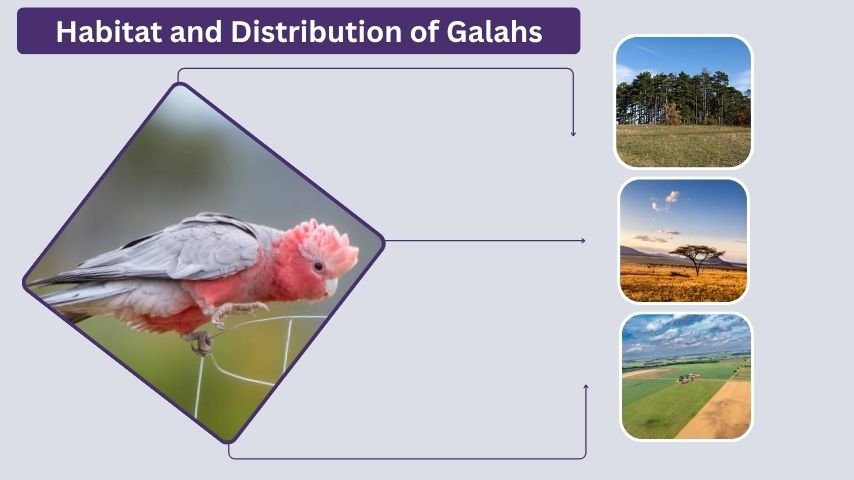 Habitat and Distribution of Galahs