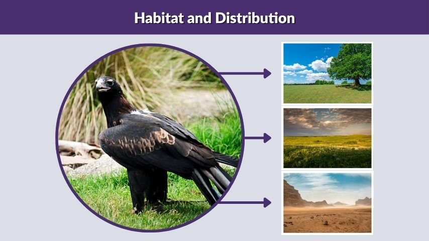 Habitat and Distribution