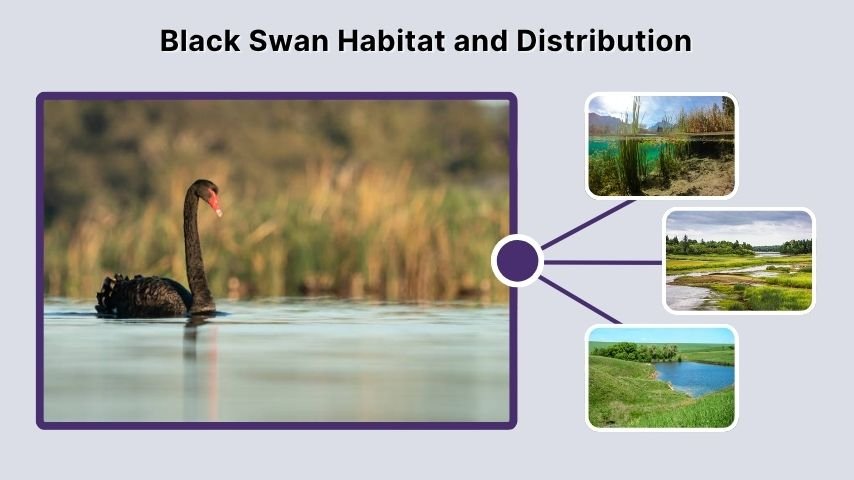 Black Swan Habitat and Distribution