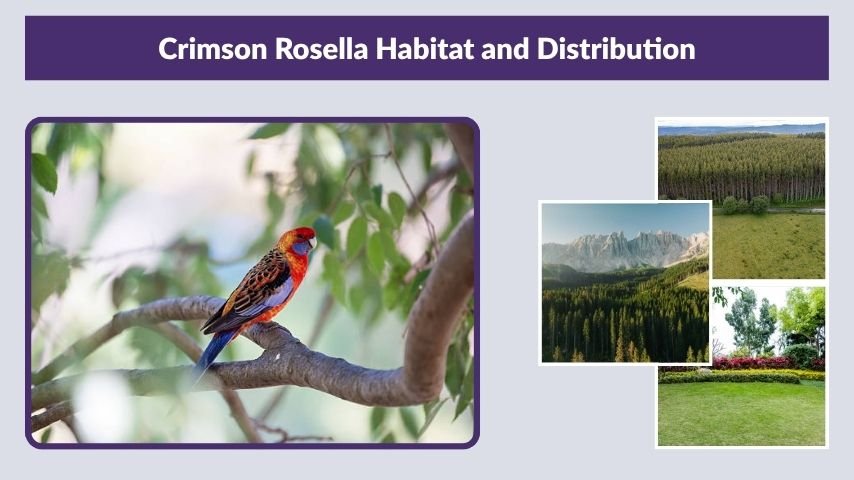 Crimson Rosella Habitat and Distribution