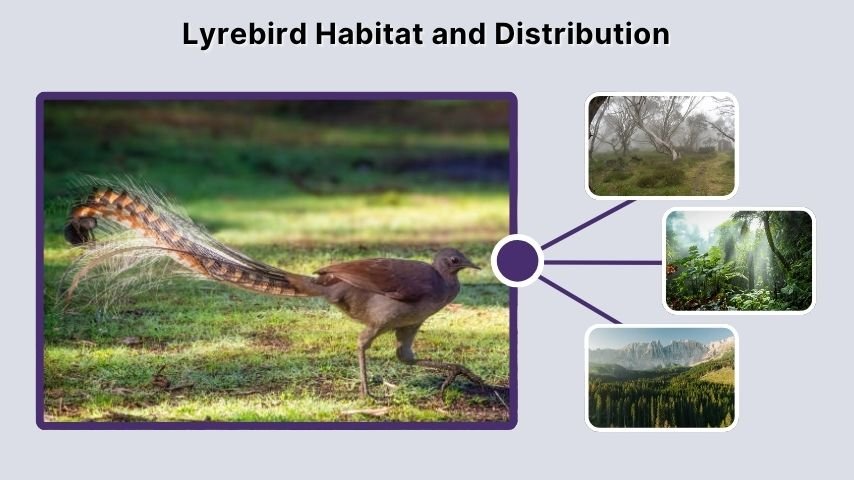 Lyrebird Habitat and Distribution