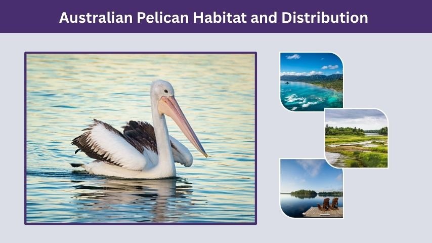 Australian Pelican Habitat and Distribution