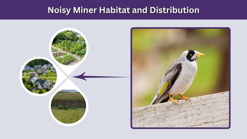 Noisy Miner Habitat and Distribution