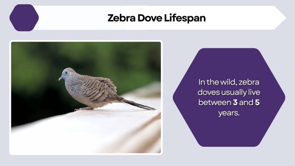 Zebra Dove Lifespan