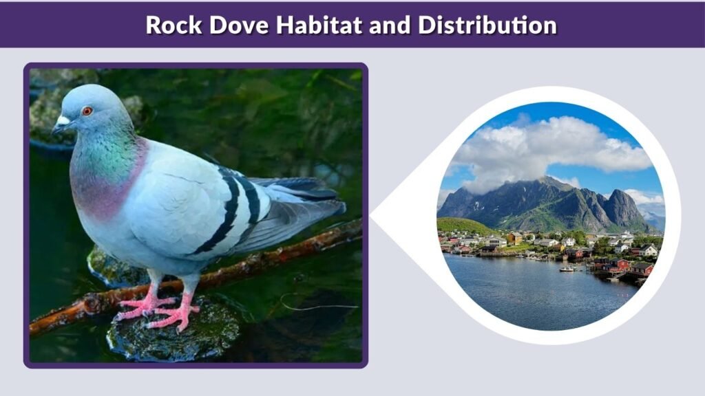 Rock Dove Habitat and Distribution