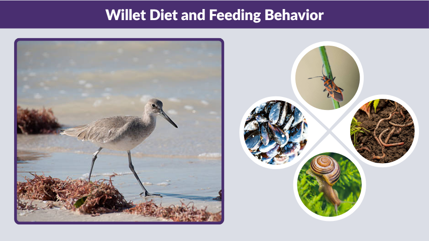 Willet Diet and Feeding Behavior
