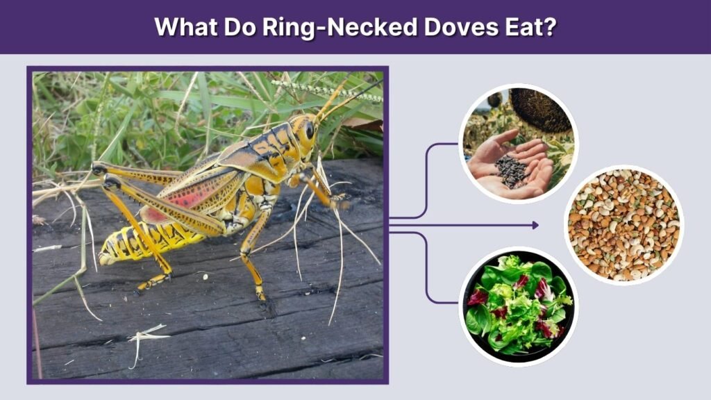 What Do Ring-Necked Doves Eat?