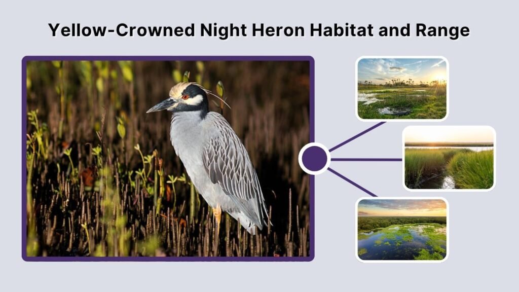 Yellow-Crowned Night Heron Habitat and Range