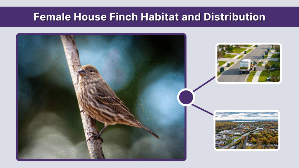 Female House Finch Habitat and Distribution