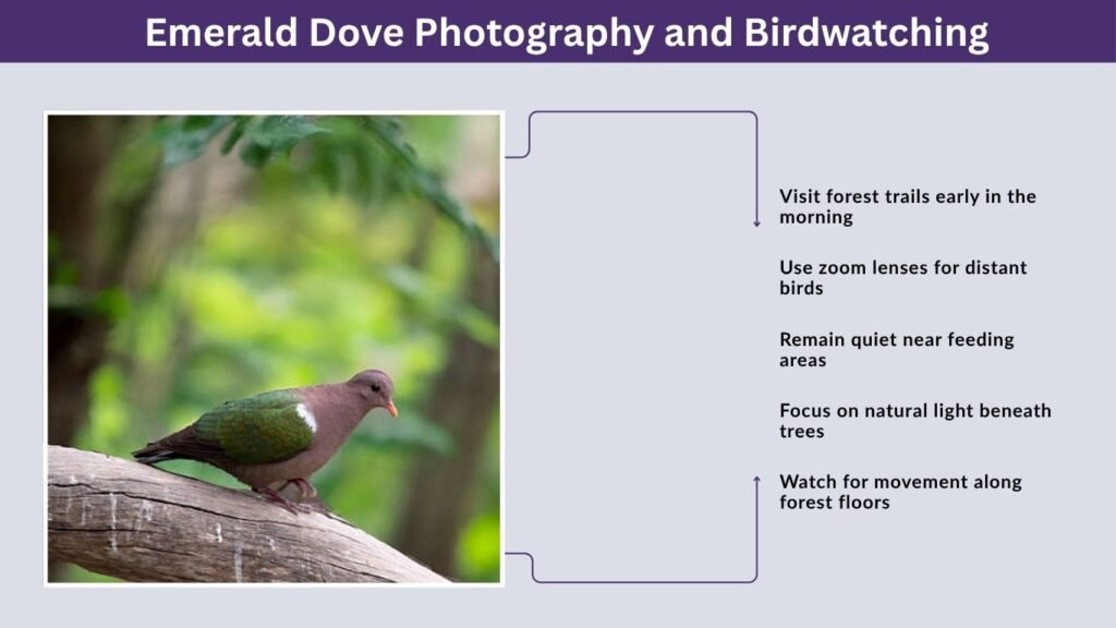 Emerald Dove Photography and Birdwatching