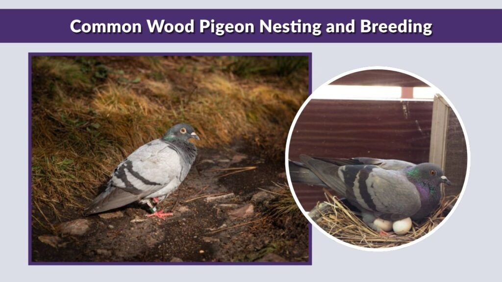 Common Wood Pigeon Nesting and Breeding