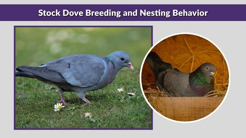 Stock Dove Breeding and Nesting Behavior