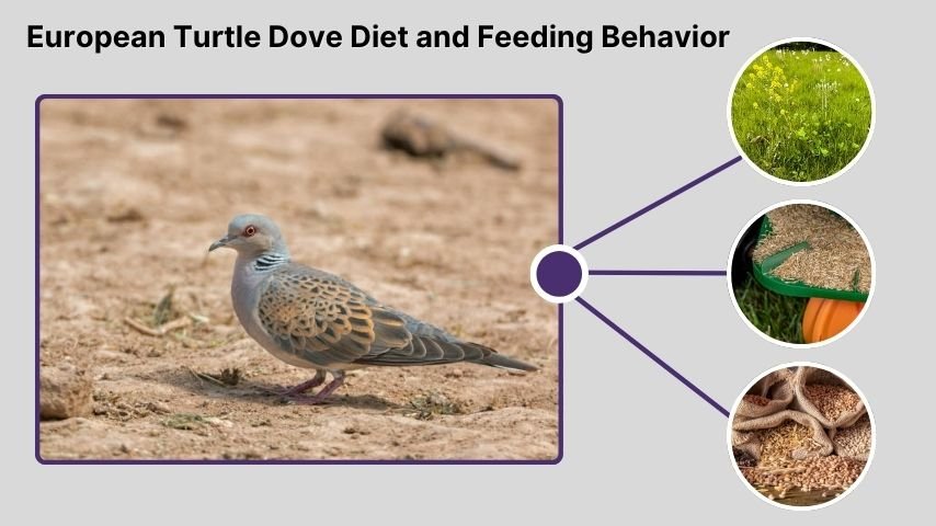 European Turtle Dove Diet and Feeding Behavior