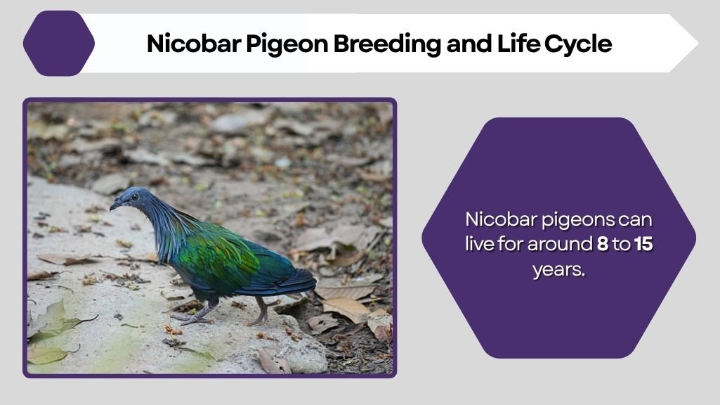 Nicobar Pigeon Breeding and Life Cycle