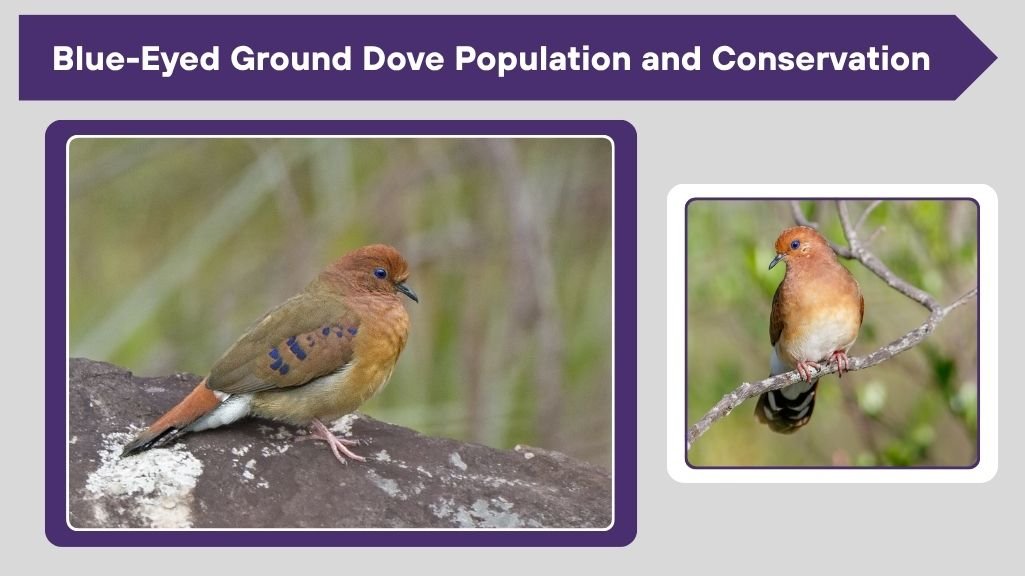 Blue-Eyed Ground Dove Population and Conservation
