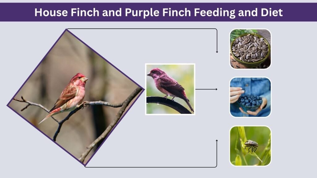 House Finch and Purple Finch Feeding and Diet